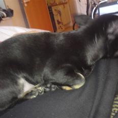 Chihuahua Anton D'Leh.