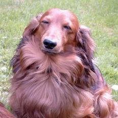 Gravhund Honninghund Sir Bailey...