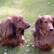 Gravhund Honninghund Sir Bailey...