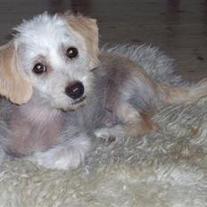 Blanding af racer Alvin