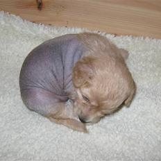 Blanding af racer Alvin