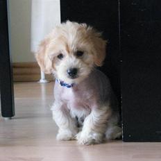 Blanding af racer Alvin