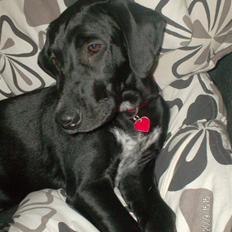 Blanding af racer Toya den lille;)