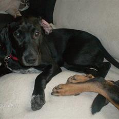 Blanding af racer Toya den lille;)