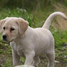 Blanding af racer R.I.P. Bella