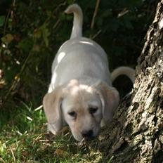 Blanding af racer R.I.P. Bella