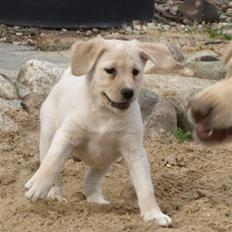 Blanding af racer R.I.P. Bella