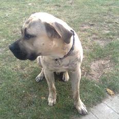 Dogo canario Barcus