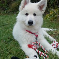 Hvid schæfer Isabell