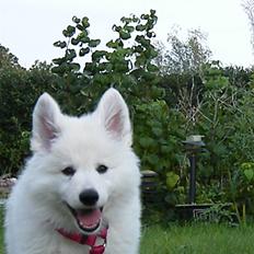 Hvid schæfer Isabell