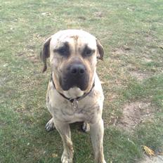 Dogo canario Barcus