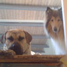 Dogo canario Barcus