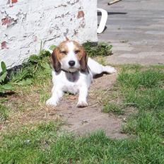 Blanding af racer Prinsesse Fiona