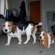 Blanding af racer Prinsesse Fiona