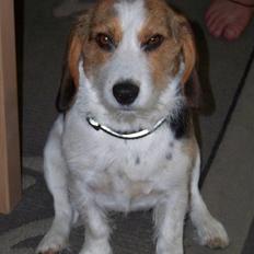 Blanding af racer Prinsesse Fiona