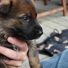 Schæferhund Pri-Wat Aica