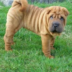 Shar pei MultiCH China Dream Bailey