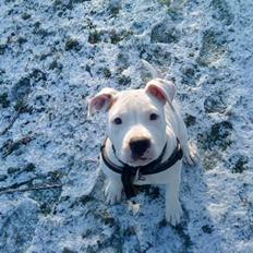 Amerikansk staffordshire terrier Miamii Baby <3 †Himmelhund†