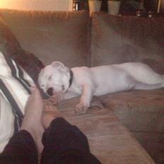 Amerikansk staffordshire terrier Miamii Baby <3 †Himmelhund†