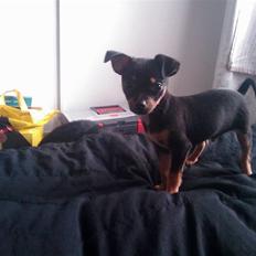 Blanding af racer king