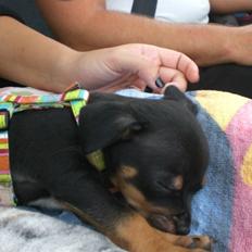 Blanding af racer king