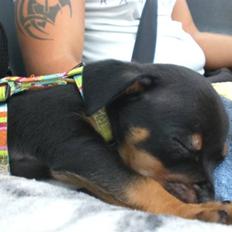 Blanding af racer king