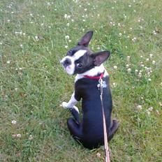 Boston terrier Albert