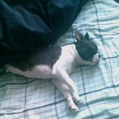 Boston terrier Albert