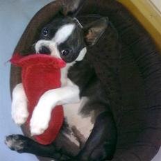 Boston terrier Albert