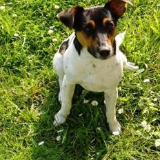 Dansk svensk gaardhund Victor * SOLGT! * :'(