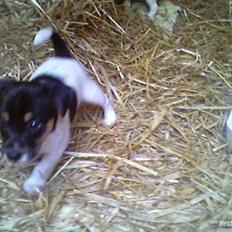 Dansk svensk gaardhund Victor * SOLGT! * :'(