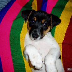 Dansk svensk gaardhund Victor * SOLGT! * :'(