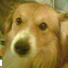 Blanding af racer bølle