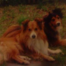 Blanding af racer bølle