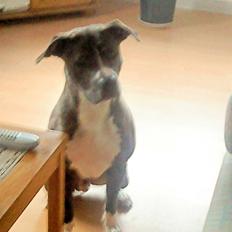 Amerikansk staffordshire terrier Milo