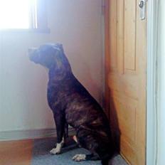 Amerikansk staffordshire terrier Milo