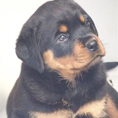 Rottweiler Von hause Nomis Inez