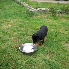 Rottweiler Von hause Nomis Inez