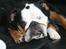 Engelsk bulldog Qupios Suprice Mille - Lad mig nu sove mor....