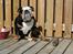 Engelsk bulldog Qupios Suprice Mille - Sidder lige her og nyder solen........