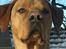 Blanding af racer Rollo Himmelhund