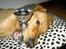 Blanding af racer Rollo Himmelhund