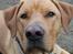 Blanding af racer Rollo Himmelhund