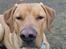 Blanding af racer Rollo Himmelhund