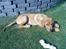 Blanding af racer Rollo Himmelhund