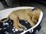 Blanding af racer Rollo Himmelhund