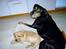 Blanding af racer Rollo Himmelhund