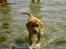Blanding af racer Rollo Himmelhund