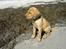 Blanding af racer Rollo Himmelhund