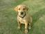 Blanding af racer Rollo Himmelhund